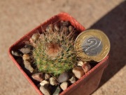 Kaktus Parodia herzogii