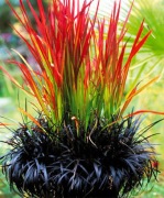 Czerwona trawa !!! Imperata cylindryczna Red Baron. Ładne sadzonki!!!