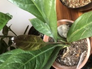 Anthurium Jungle Bush