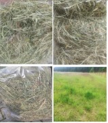 PREMIUM siano dla królików i świnek – badane, ekologiczne, BEZ chemii!