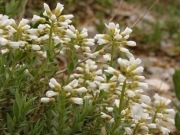Skrzydlinka Aethionema iberideum