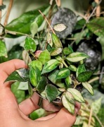 Hoya Lacunosa variegata - sadzonki cięte