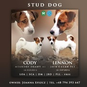 JACK RUSSELL TERRIER REPRODUKTOR ZKwP / FCI 