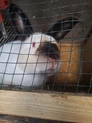 Króliki  samice i samce