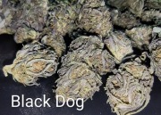 100g BLACK DOG 12% susz CBD premium super PROMOCJA WYPRZEDAŻ okazja 
