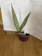 Sansewieria Sansevieria ,,lady grey’’