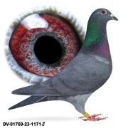 Młode para 9 oryg A&W Drapa Inbred Black Widow Czarne