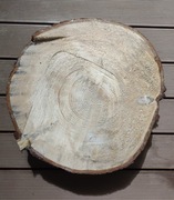 Jodła zwyczajna - plaster. Na stolik do ogrodu itp.