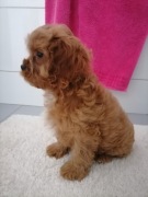 Piękny piesek CAVAPOO. 