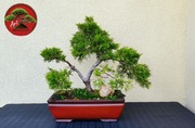 Nowość ! Piękny Jałowiec Chiński formowany na wzór bonsai w doniczce.
