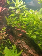 Krewetki czerwone akwariowe