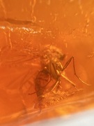 Kawałek naturalnego bursztynu bałtyckiego z inkluzją 3 komarów