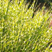 Miskant Zebrinus sadzonka