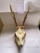 Parostki, poroże sarny rogacza, kozła, koziołka