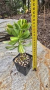 Grubosz Crassula Lemon @Lime mediovariegata 