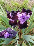 Irys-TB-Italjan Velvet -kłącze