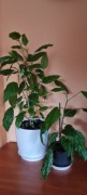 Hibiskus variegata rzadka odmiana + gratis zielistka 