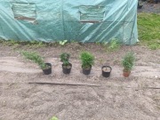 Drzewa i Krzewy Ozdobne 