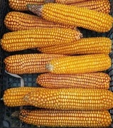 Okazja Kolby kukurydzy pakiet 50+7szt  dla królików gryzoni. gratis.