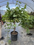 Winorośl / Vitis Vinifera Stem / Pień 80cm / 20l