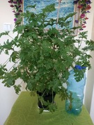 Piękna roślina lecznicza, geranium, anginka, cytrynka,  pelargonia 80cm