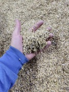 Owies 25kg bez oprysków dla zwierząt (kury, gęsi,króliki,konie) 