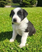 Border Collie czarno-biały szczeniak – klasyczne umaszczenie, metryka z PFH