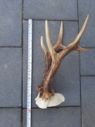 Parostki sarny rogacza rogi poroże 2 szt.