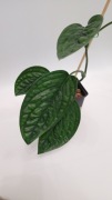 Monstera Peru (Karstenianum) – unikalna faktura i głęboka zieleń!