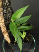 philodendron sp. „green spear”. Terrarium,vivarium, kolekcjonerski