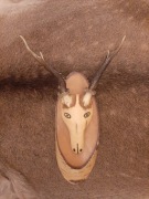 Parostki kozła jelenia łosia daniela rogi gryzak