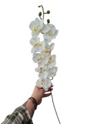 Kwiat Orchidea Storczyk 