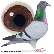 Samica po Oryg. A&W Drapa Inbred Maverick x Inbred Pokerface 12x1 konk