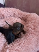 Jamniczki krotkowlose miniaturki / krolicze FCI po Championie