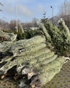 Jodła kaukaska hurt z dowozem