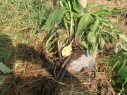 Korzeń żywokostu lekarskiego  świeży 1 kg na stawy , kolana ,zwichnięcia