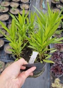 Odętka niska różowa