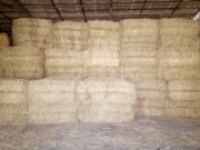 Siano łąkowe pierwszy pokos w dużej kostce