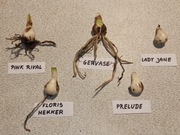 Cebule Hippeastrum (Amarylis)