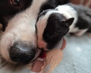 Szczeniak piesek border collie czarno-biały ZKWP FCI