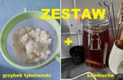 ZESTAW kombucza + grzybek tybetański | NATURALNE PREBIOTYKI | ZDROWIE