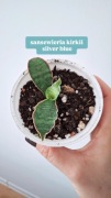Sansewieria sanseviria kirkii silver blue roślina sadzonka nadwyżka