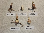 Cebule Hippeastrum (Amarylis)