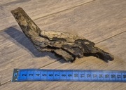 Korzeń mangrowca do akwarium 16 cm