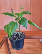 Piękny zdrowy młody zdrowy hibiskus dawna odmiana szlachetnego hibiskusa 