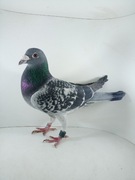 Piękny samiec RO Gold 22r gołębie pocztowe 