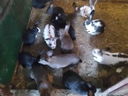 Tuszka królika świeża ekologiczna 