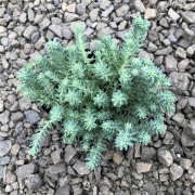 ROZCHODNIK OŚCISTY SEDUM REFLEXUM Zimozielony Sukulent Okrywowy