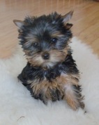 Yorki rodowodowe FCI