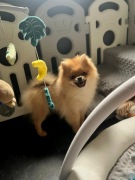 Pomeranian, szpic miniaturowy - suczka ORANGE